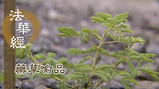 【靜思妙蓮華】法華經藥草喻品 - 諦理無涯 信解難量 - 20210625 第871集