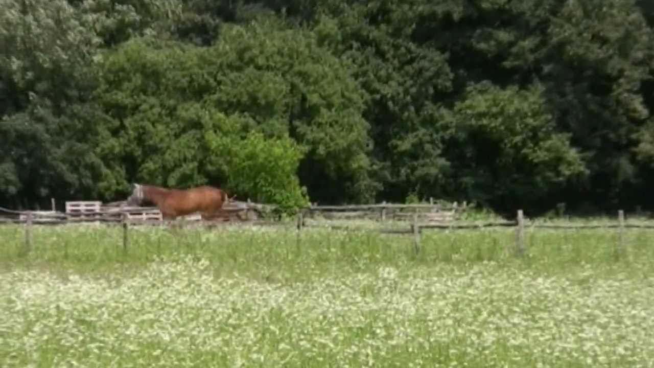 Percorso n°16: dal Parco di Monza ai Colli Briantei