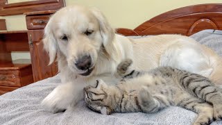 Adorable Cat and Golden Retriever Play in their Owners' Bed