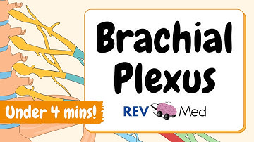 Brachial Plexus: Mnemonics and Tricks! | Anatomy (Made Easy)