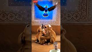 kutta ya cycle lekar bhag jata hai 😱😱 #shortvideos #trendingshorts #birds #monkey 🐵#bye