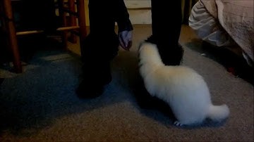 Ferret training: One skill to teach countless tricks