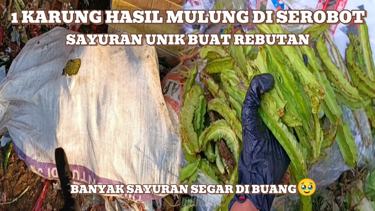 Hasil mulung tiba2 di serobot‼️pantes jadi rebutan ternyata sayur enak‼️#mariles #mulung #vidio 