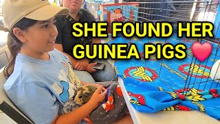 Adoption Appointment @ L.A. Guinea Pig Rescue, NO CUTS!