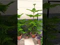 5 फीट 5 इंच Christmas plant in pot Christmas hristmas tree #aurucaria plant in pot