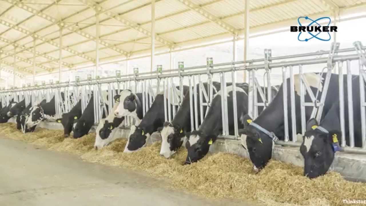 Material Identification for Feed with the Tango