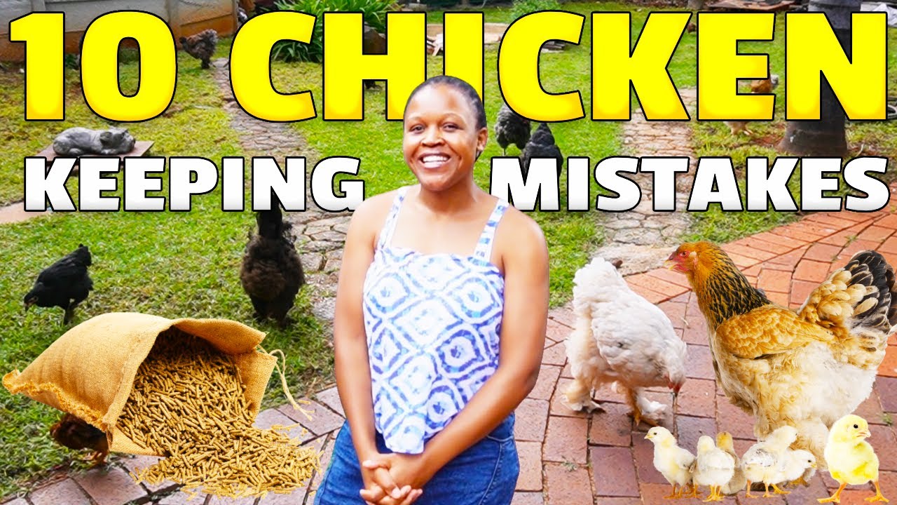 10 COSTLY Chicken MISTAKES We Wish We Knew 🐔 - YouTube