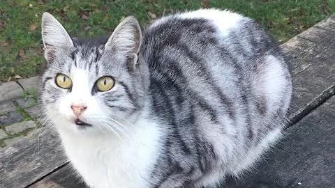 Video 1574311: bengal tabby cat, bengal tiger cat, cutecat funnycatvideos, feral cat, meow funnycatvideos, cat love