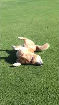 Shay the dog rolling around