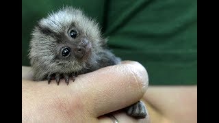 Cute Monkeys Part 44 Relaxing Moment With Funny Baby Finger Monkey Pygmy Marmoset 18 Youtube