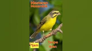 MOZAMBIK GACOR TANPA IKLAN DURASI PANJANG