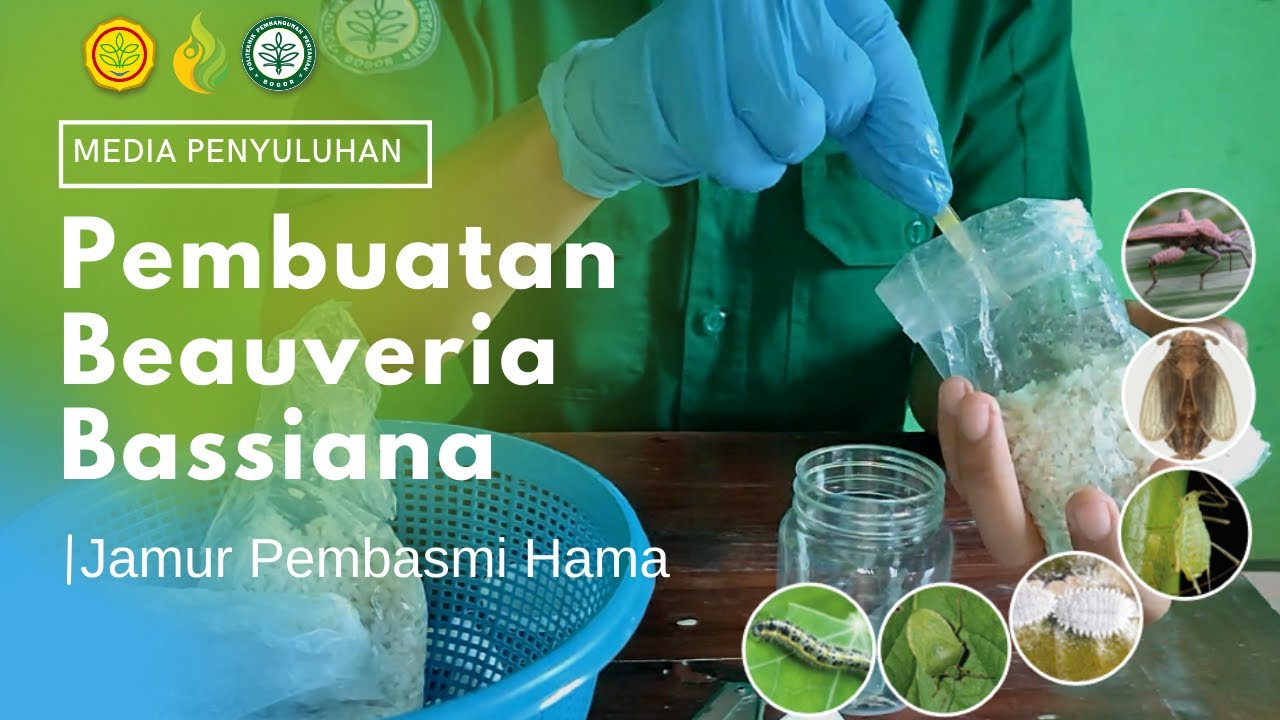 Beauveria bassiana, Jamur Pembasmi Hama Serangga #Beauveriabassiana #PengendalianHama #Biopestisida