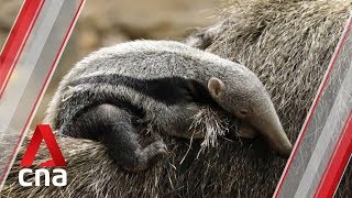 Singapore's River Safari asks public to name baby anteater screenshot 5