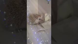 Angry Hedgehog or Just Redecorating? 😲