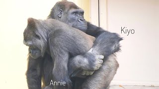 Gorillas Hugging & Caring Each Other | The Shabani Group