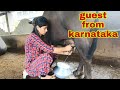 buffalo milking ... ajj aye Karnataka se guest.. visit to natha ata . pola pana..