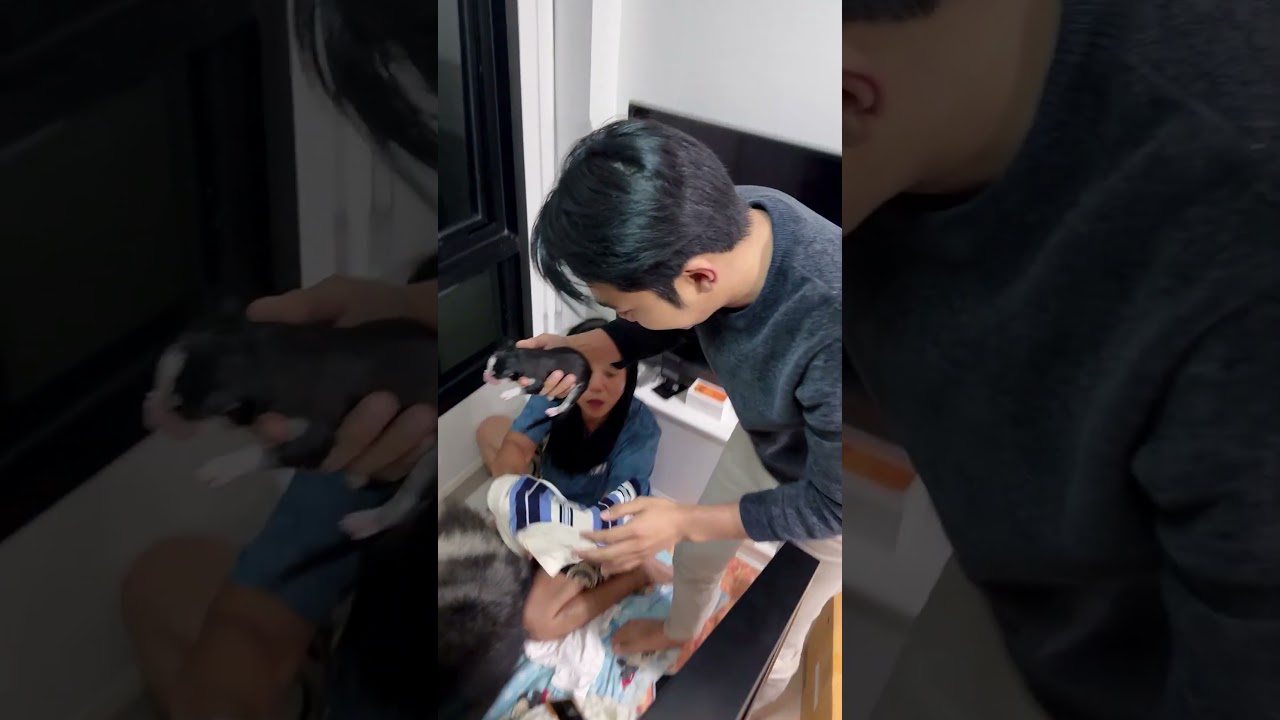 แบงค์ดีใจสุดๆ #husky #siberianhusky #pets #funny