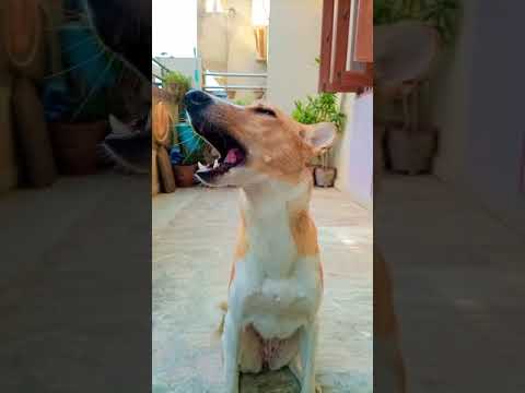 فيديو: Basenji Dog Breed هيبوالرجينيك ، الصحة والحياة تمتد