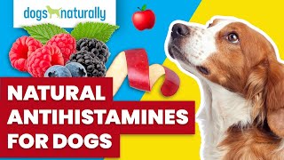 Natural Antihistamines For Dogs
