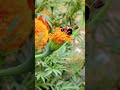 phool #bagia_ke_phool #song #music #farming #youtube #love #flower #nature #big boss #tiktok #shorts