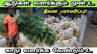 ஆட்டுப் பண்ணையில் தீவனம் தான் மிக முக்கியம்!! | Aadu valarpu murai | aadu theevanam | @nangowtham