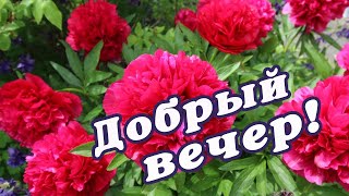 ДОБРОГО ВЕЧЕРА🌺СКАЗОЧНОГО ВЕЧЕРА🌺КРАСИВАЯ🌺 МУЗЫКАЛЬНАЯ ОТКРЫТКА.