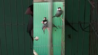 Java Sparrow | Java Finch