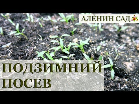 Посадка под зиму. Мое мнение и результаты эксперимента с петрушкой