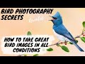 How to take GREAT BIRD IMAGES in ALL Conditions - Bird Photography Secrets Revealed - Jan Wegener
