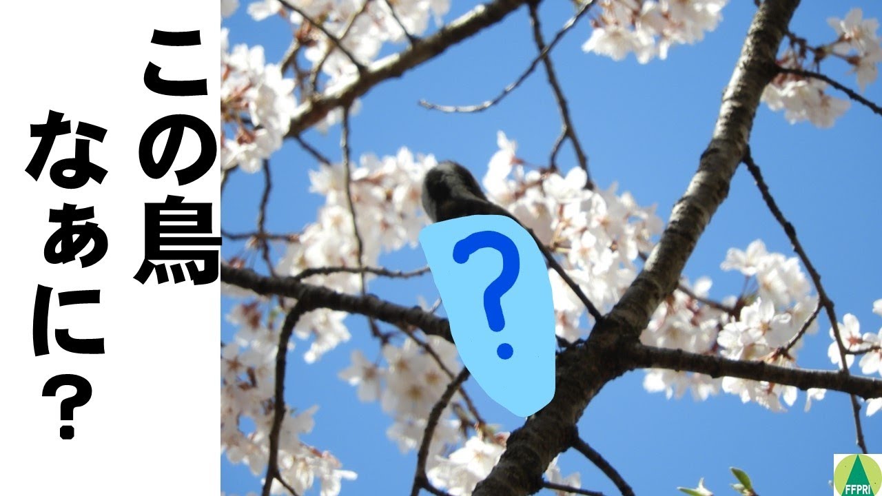 多摩森林科学園】この鳥なぁに？（混群） - YouTube