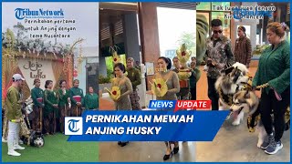 Viral Crazy Rich PIK Gelar Pernikahan Mewah untuk Anjing Husky