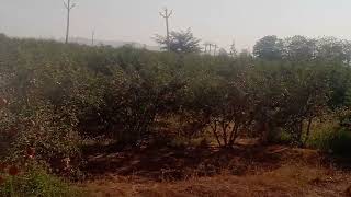 Pomegranate Trees