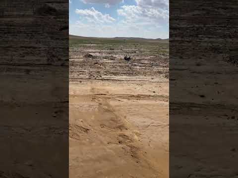 صيد طائر الكركي