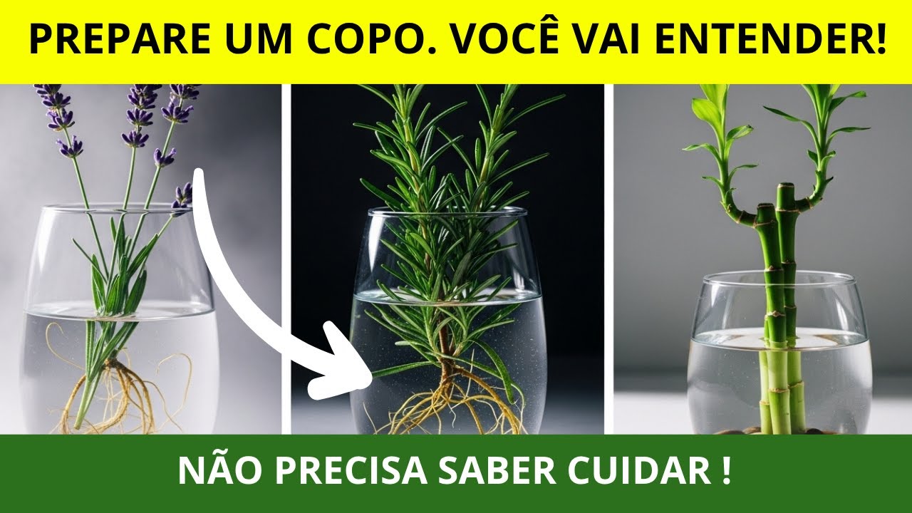 7 - Espécies Que Transformam Um Copo em Jardim Vivo. 