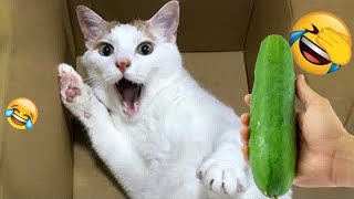 Try Not To Laugh 🤑 Funniest Cats and Dogs 2024😻🐶