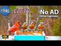 TV for Cats 😻8 Hours of Birds 🐦 Squirrels 🐿Feeder for Kittens to Watch too Uninterrupted CatTV