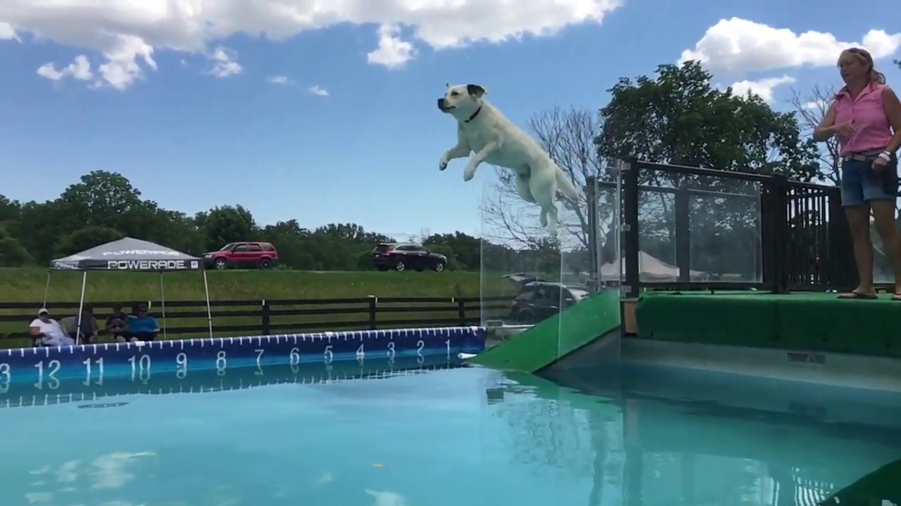 Leaping Luna Dock Diving Dog YouTube
