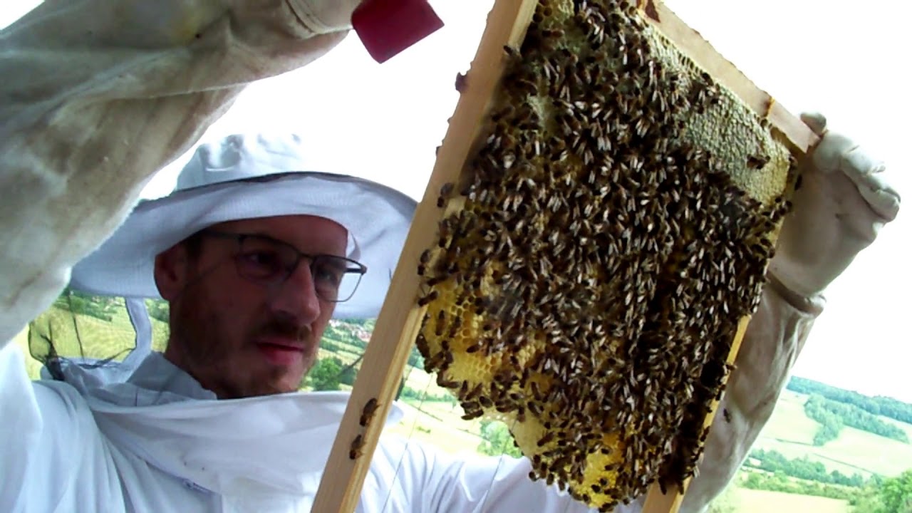 Transfert ruches De Layens espagnoles de 6 à 12 cadres le 13-06-19