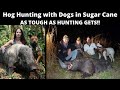 Wild Boar Hunting with dogs in Queensland Sugar Cane. Some of the hardest hunting going!