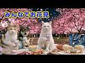 【猫の日常】みんなでお花見｜ねこせいかつ A Night Cherry Blossom Picnic