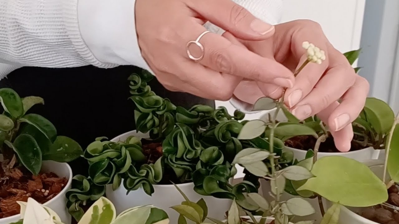 Todo sobre Hoyas/Cuidados/26Hoyas Identificadas