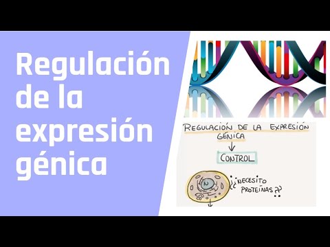 Vídeo: Información Sobre La Regulación Genética De MiRNA En Cerebro De Ratón