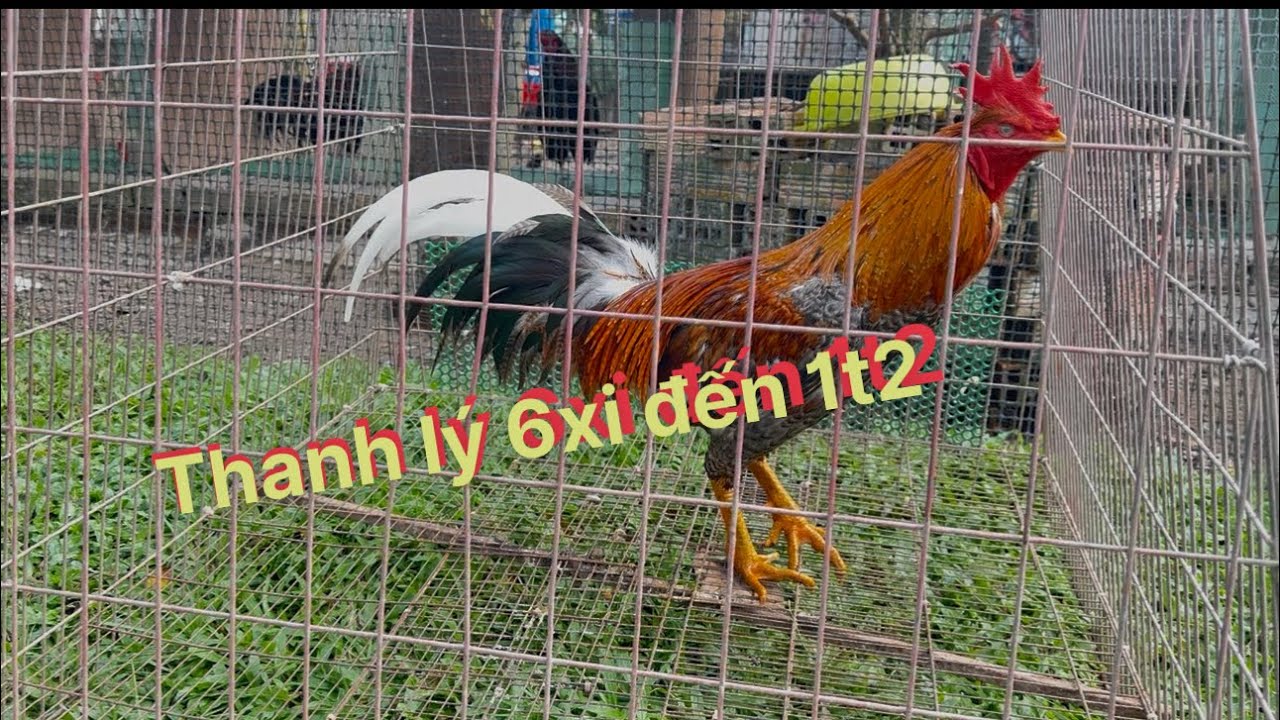 Cập nhật ngày 23 tháng 12 năm 2025 Dân farm 71 #baosting #mientay #cambodia #duyenti #hungcantho 