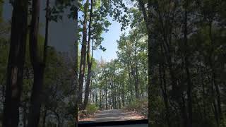 Drive in forest always be relaxing #love #drive #nature #explore #photography #forest #india #viral