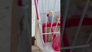 8 Gün Sizce Ne Zaman Yumurtadan Çıkar? Abone Olmayı Unutmayın