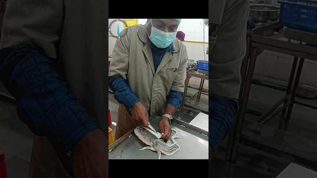Cuttle fish cleaning process 