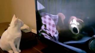Khaomanee cat watching TV by Cats World 61 views 7 years ago 14 seconds