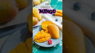 The Costliest Mango Ive Ever Eaten Was It Worth It?