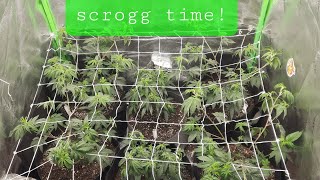Finally tackled that trellis netting! Scrogging: step by step!!🎯