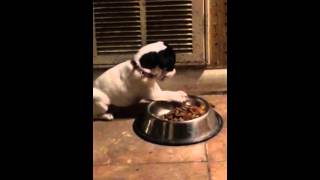 Pepper puppy weaned